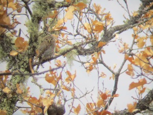 Northern Pygmy-Owl (Cape). Photo taken with a hand-held camera through binoculars.