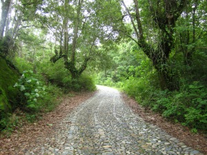 Humid Pine-Oak forest along the road to La Bufa