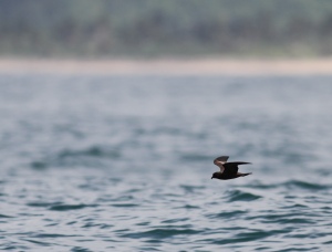 Black Storm-Petrels were one of the most common species we saw.