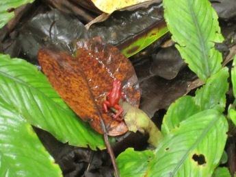Strawberry (Blue-Jeans) Poison Dart Frog at Hitoy Cerere