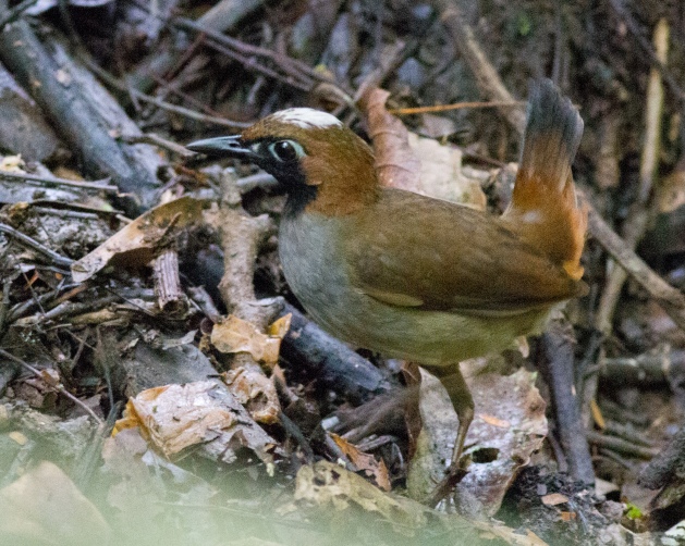 Black-faced Antthrush with a white crown seen on Pipeline Road