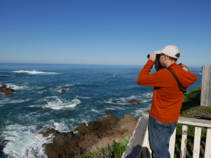 Birding at Pigeon Point, San Mateo County, California