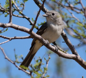 Gray Vireo photographed in Sagurao National Park, AZ