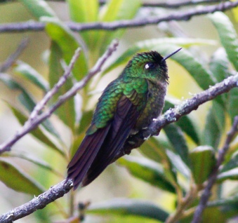 Male Tyrian Metaltail. The tail tips are roughly even with the wing tips when the bird is in a fairly relaxed posture.