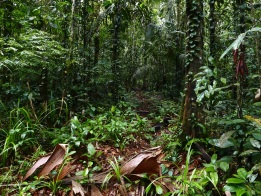 Primary rainforest in the reserve