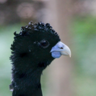 Male Blue-billed Curassow in the enclosure