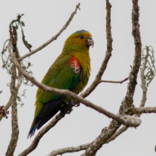 Indigo-winged (Fuertes's) Parrot