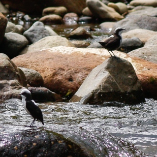 White-capped Dippers along the Rio Otun