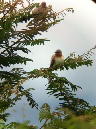 Dwarf Cuckoo (Coccyzus pumilus) at Laguna de Sonsa
