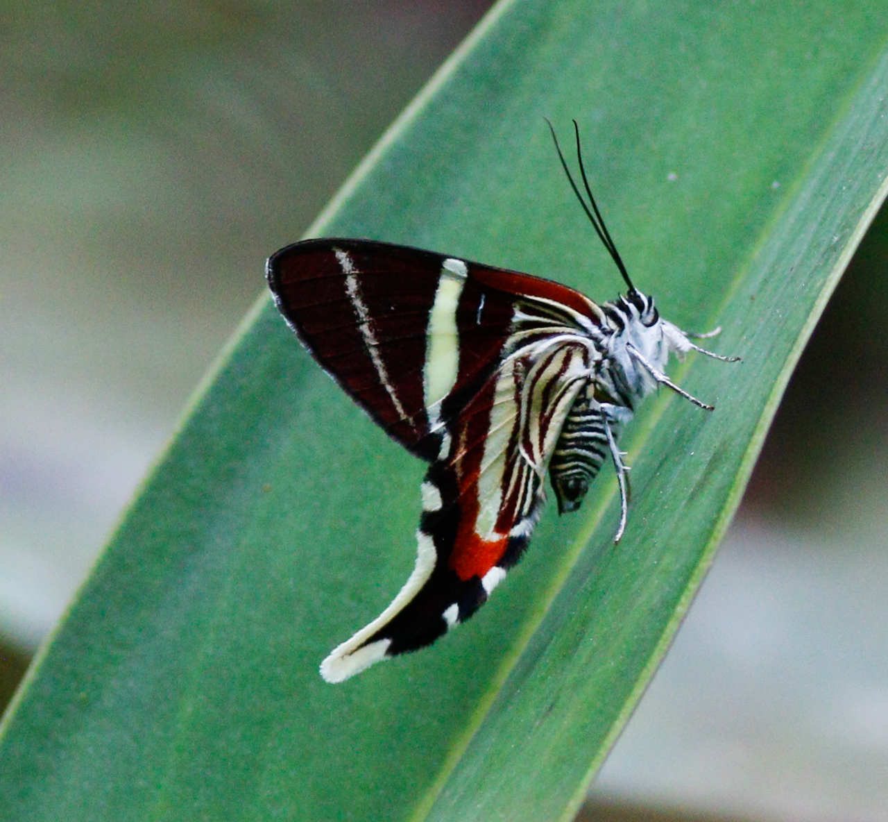 A diurnal moth in the Erateina genus possibly Staudinger’s Longtail in PN Tatamá.