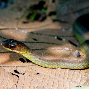 Unknown snake at Mashpi-Amagusa Reserve