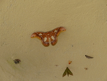 Moth found at the shrine at Guacamayas Ridge